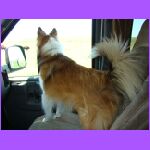 Belle Barking At Buffalo.jpg